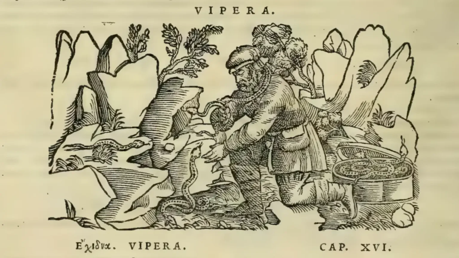 Catching vipers in the mountains for the production of theriac.